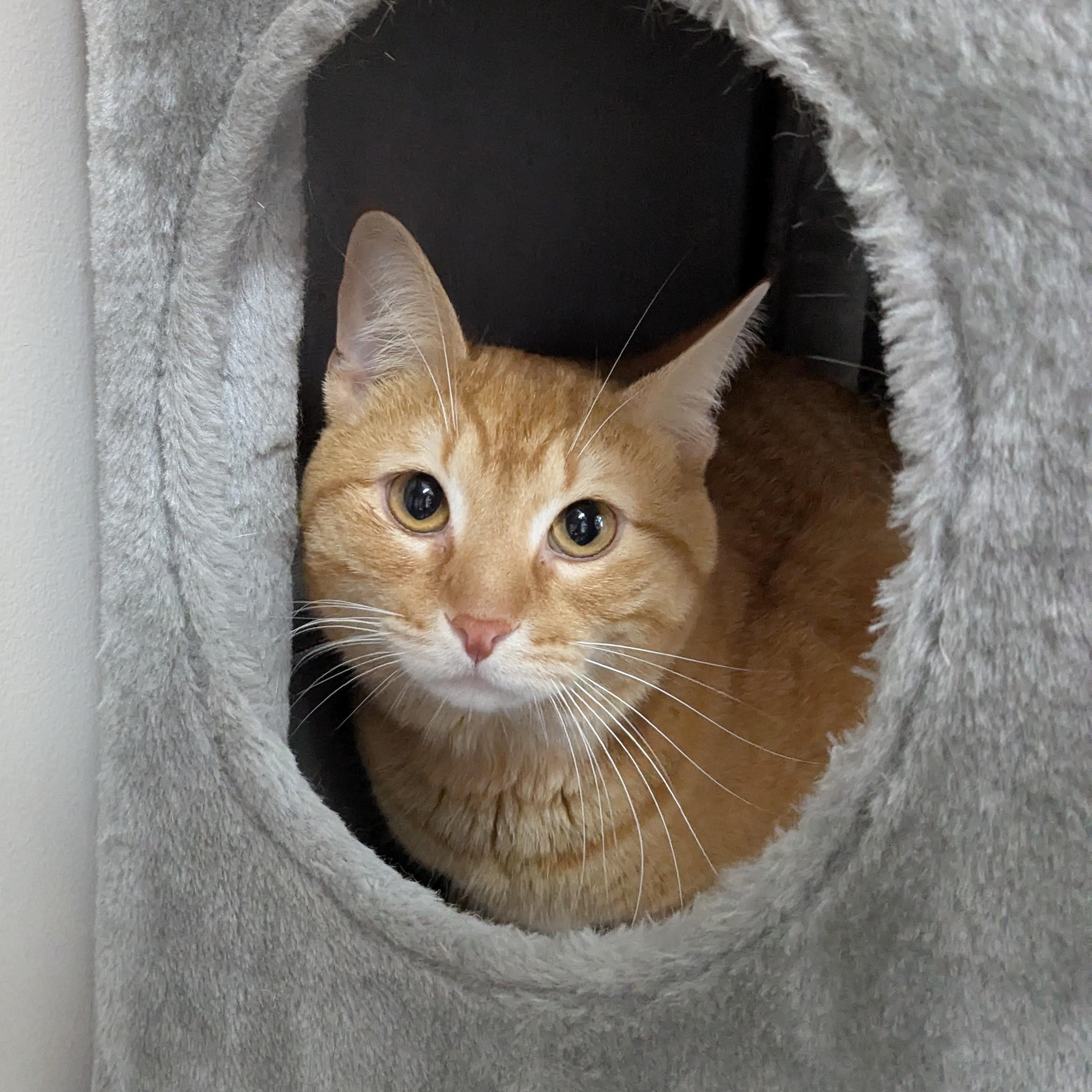 Enlarge Cheddar, a ADOPTABLE Domestic Short Hair in Fairhope, AL image 2/3