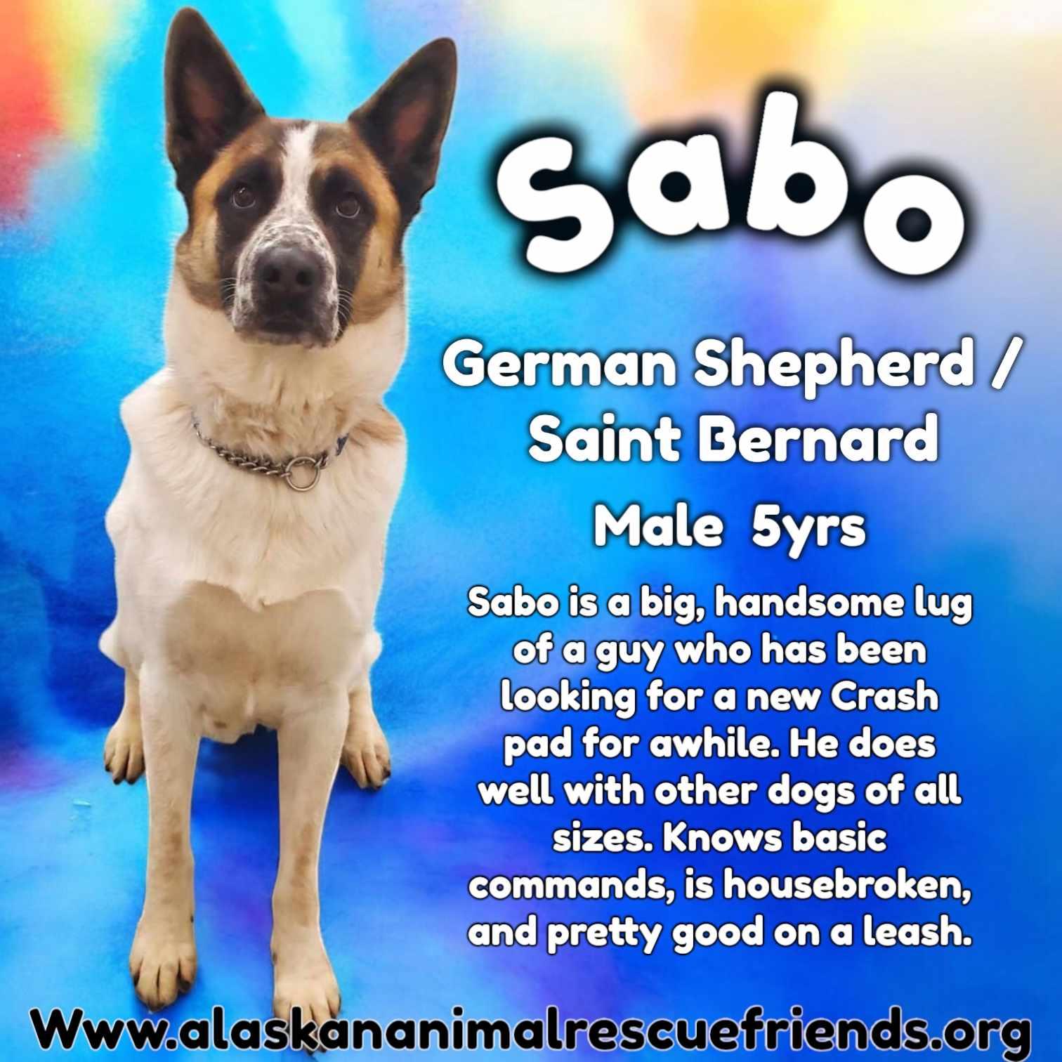 Sabo, Adoptable, Adult Male German Shepherd Dog & Saint Bernard.