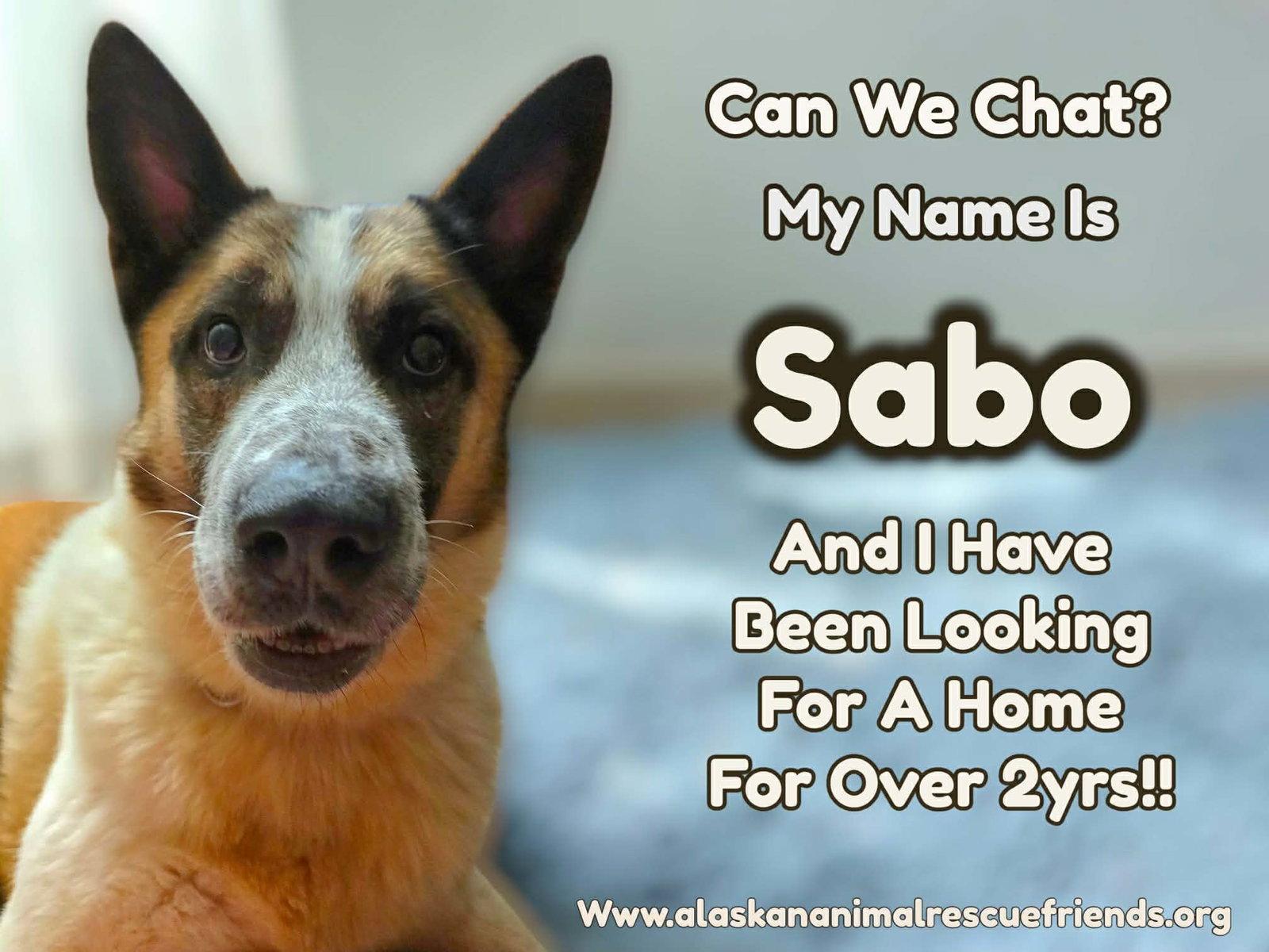 Enlarge Sabo, a Adoptable mixed breed in Anchorage, AK image 2/2