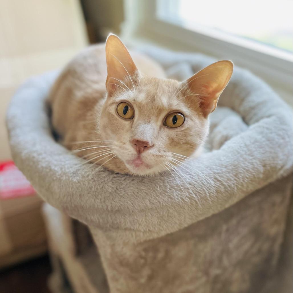 Enlarge Trevor, a Adoptable Domestic Short Hair in Fort Worth, TX image 2/4