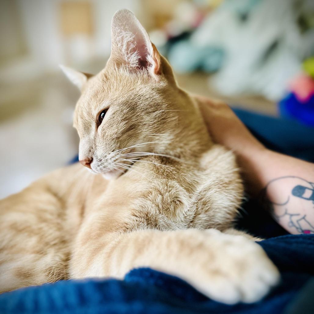 Enlarge Trevor, a Adoptable Domestic Short Hair in Fort Worth, TX image 3/4