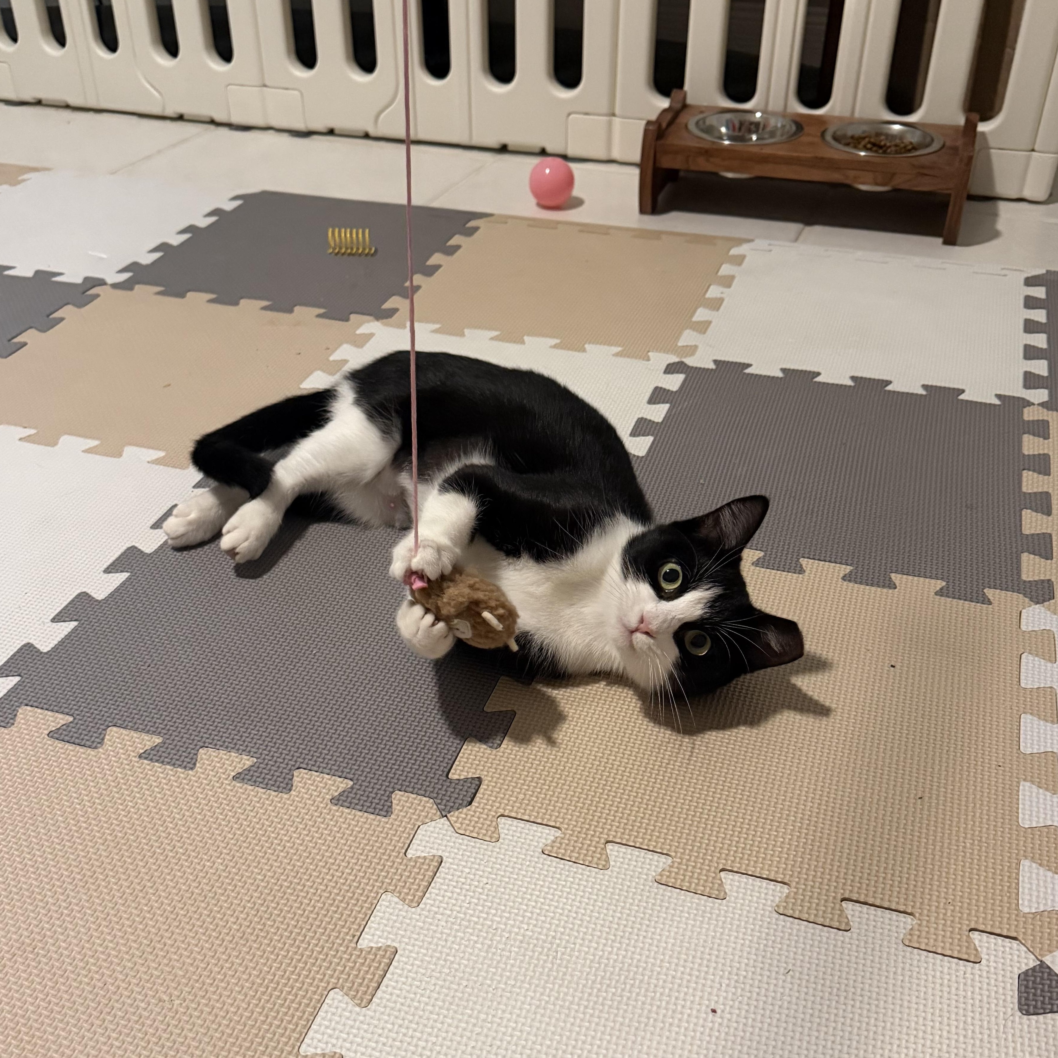Enlarge Nora, a Adoptable Domestic Short Hair in Bonita Springs, FL image 3/3