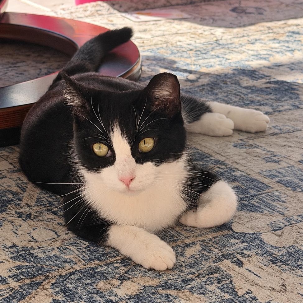 Nora, Adoptable, Young Female Domestic Short Hair.