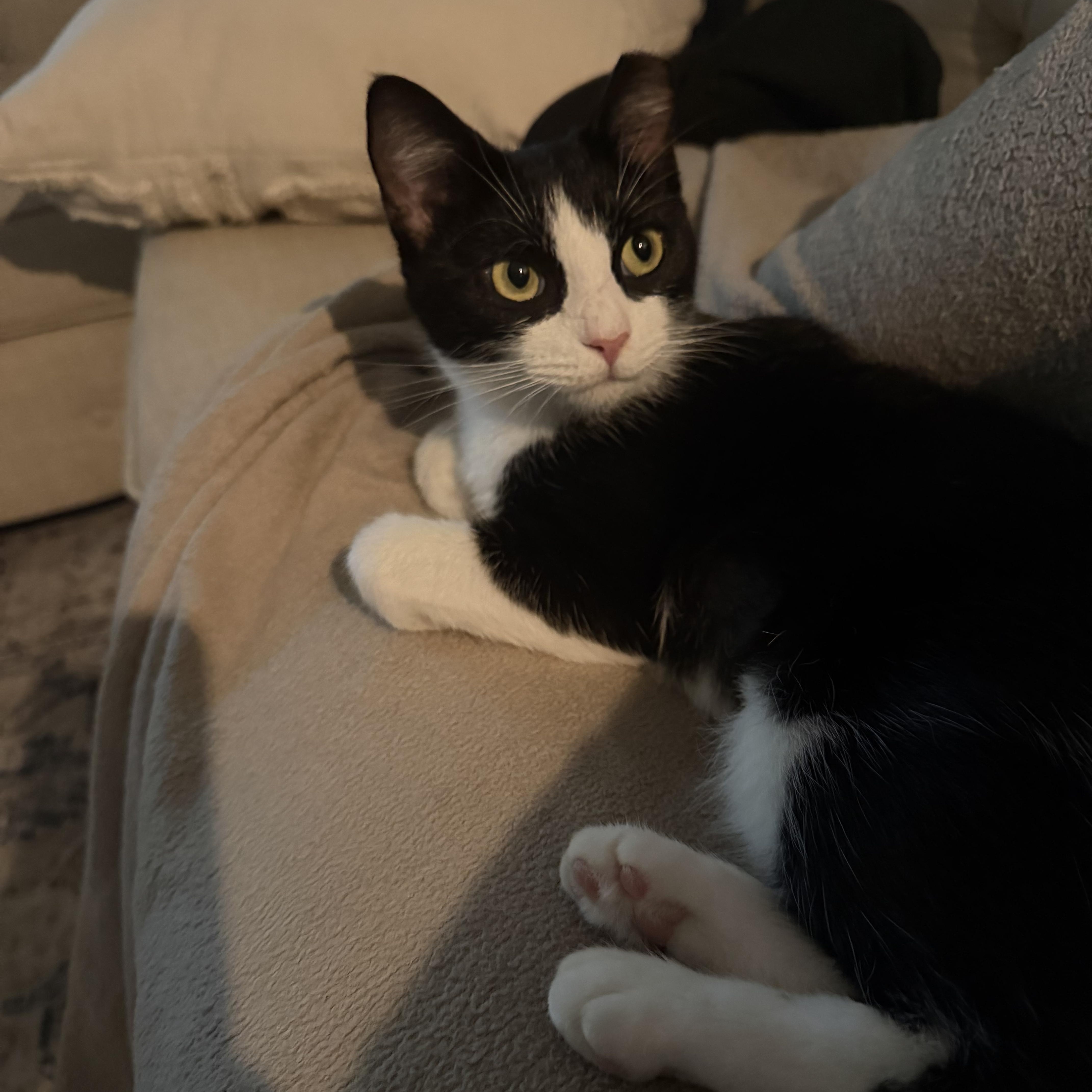 Enlarge Nora, a Adoptable Domestic Short Hair in Bonita Springs, FL image 2/3