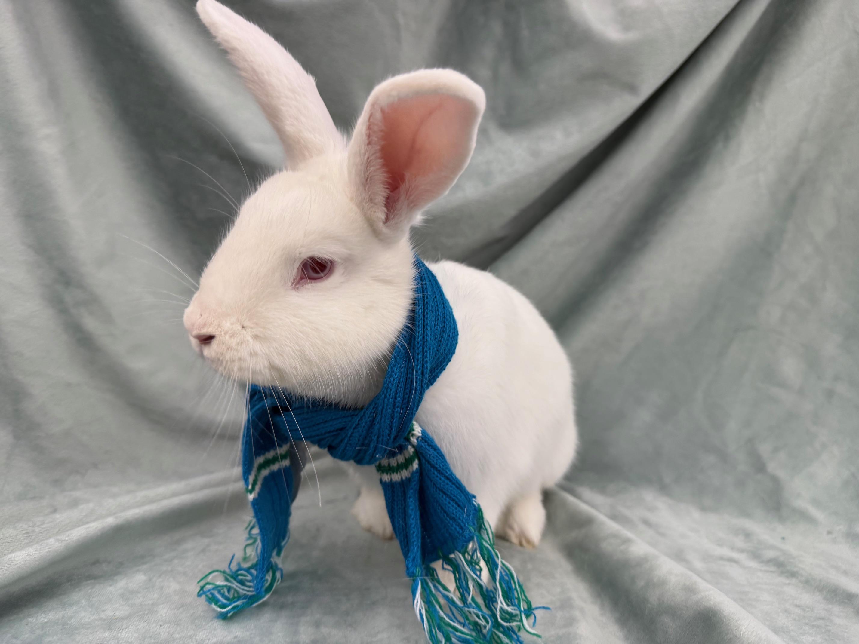 Blue, Adoptable, Young Male New Zealand & Bunny Rabbit.