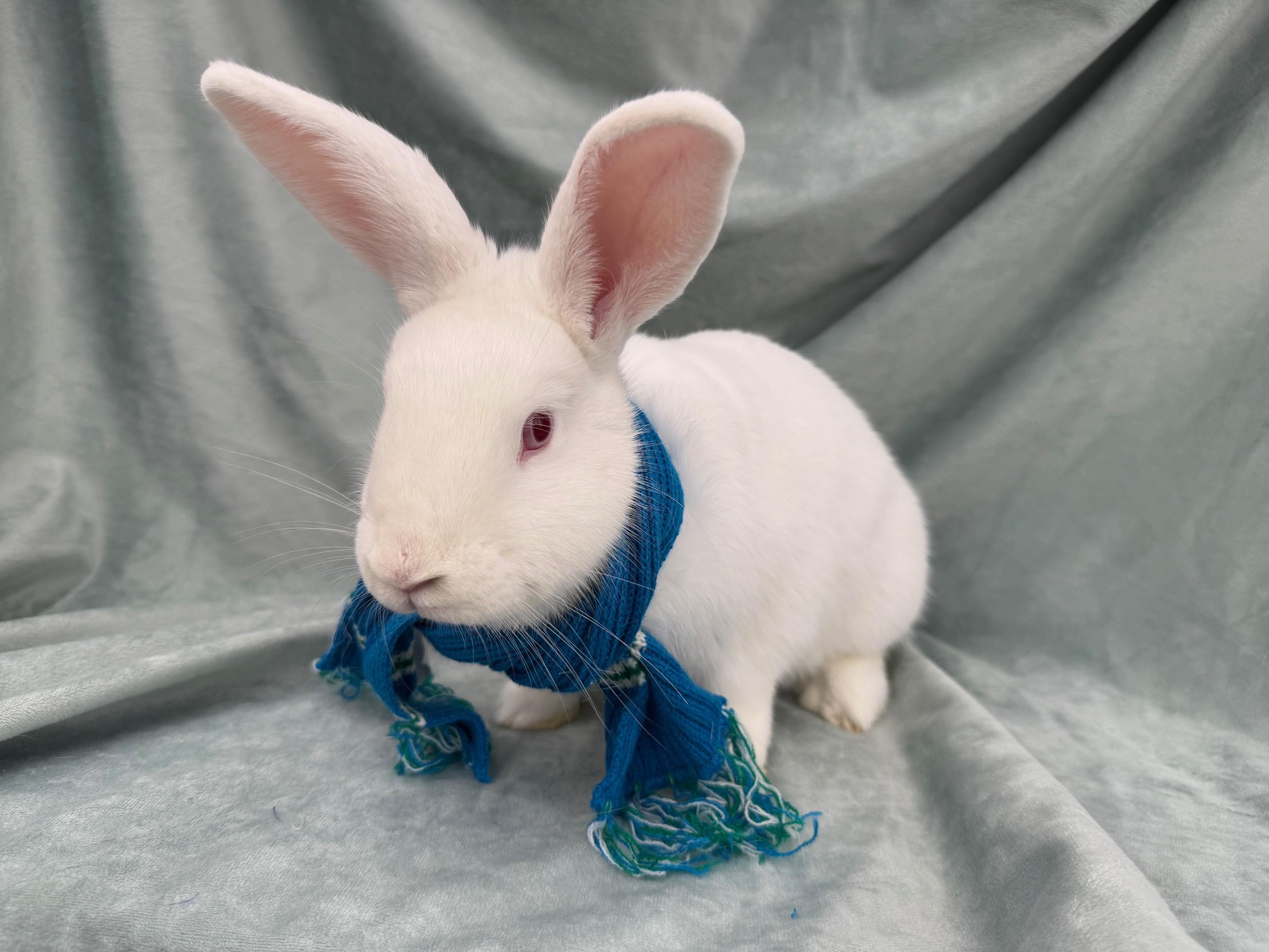 Enlarge Blue, a Adoptable mixed breed in Rancho Cordova, CA image 2/2