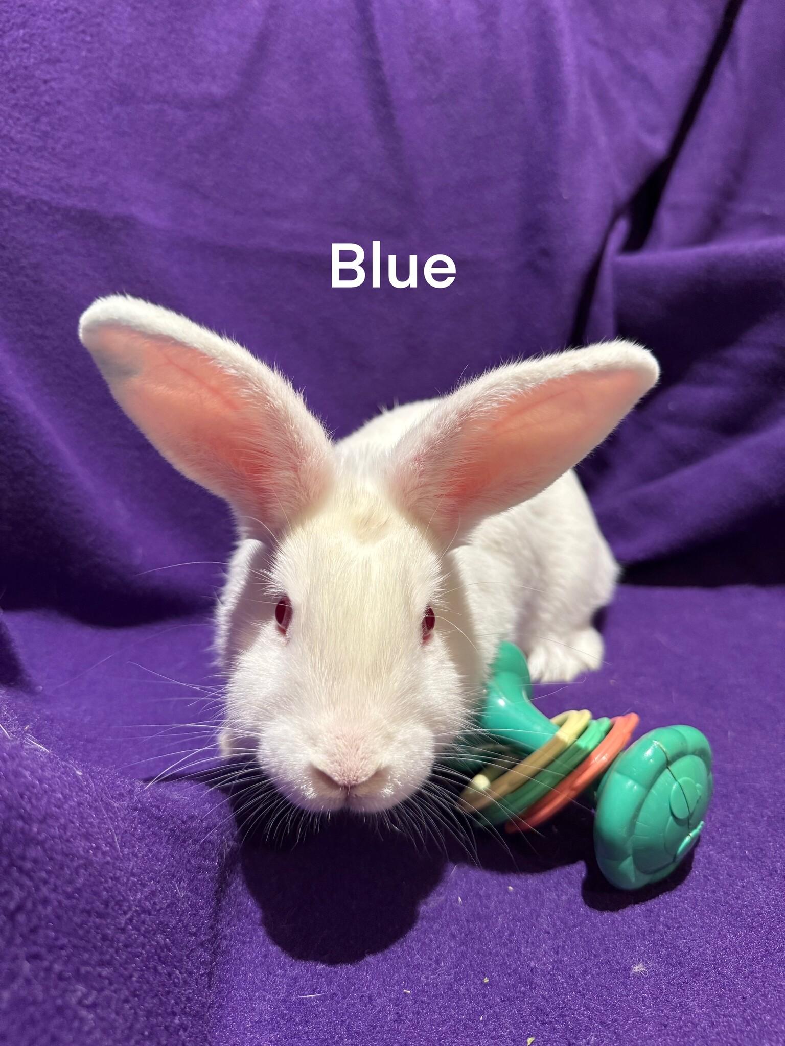 Enlarge Blue, a Adoptable mixed breed in Rancho Cordova, CA image 1/2