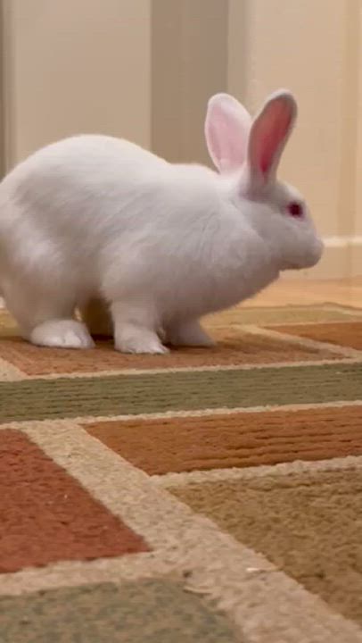 Enlarge Blue, a Adoptable mixed breed in Rancho Cordova, CA video 2/2