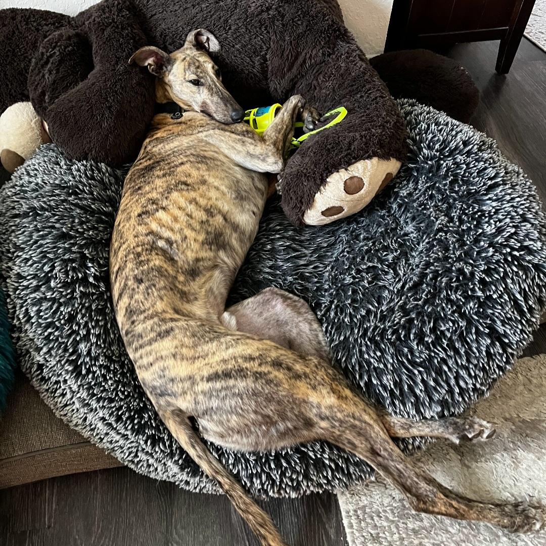 Tiggerlong Mate (Mate), a Adopted Greyhound in Tarpon Springs, FL image 1/6