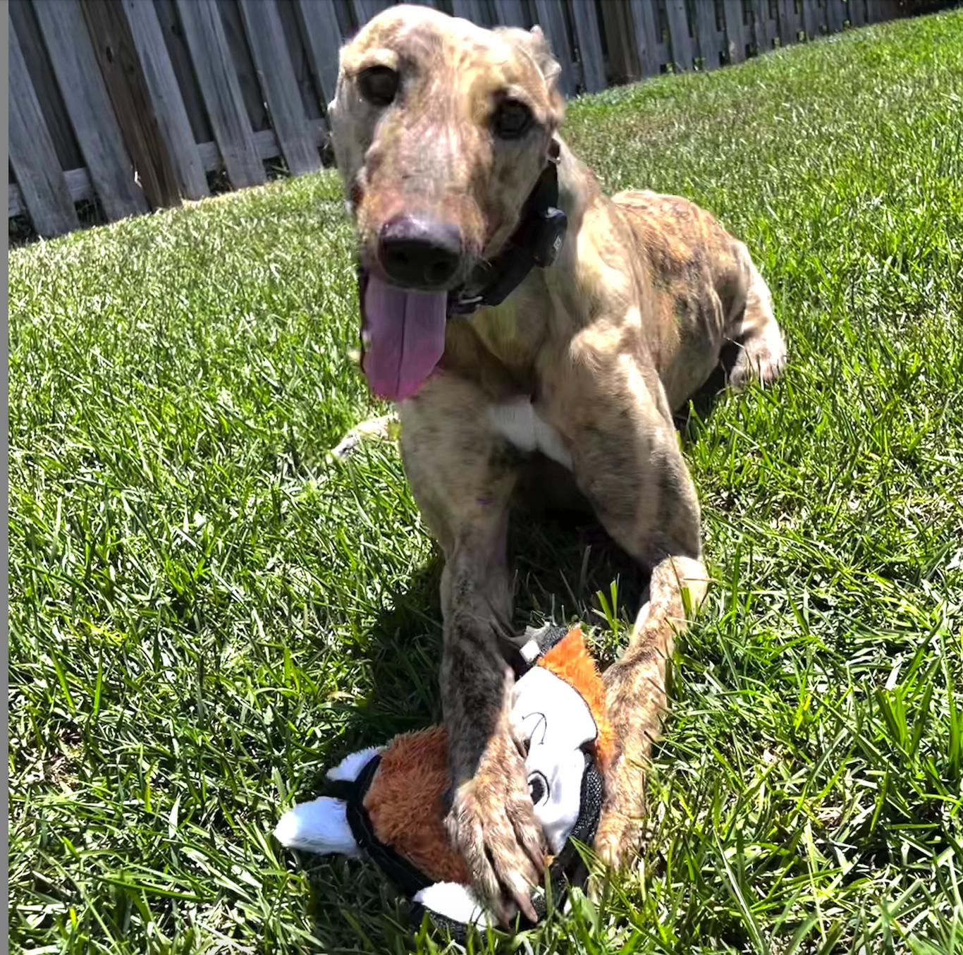 Tiggerlong Mate (Mate), a Adopted Greyhound in Tarpon Springs, FL image 2/6