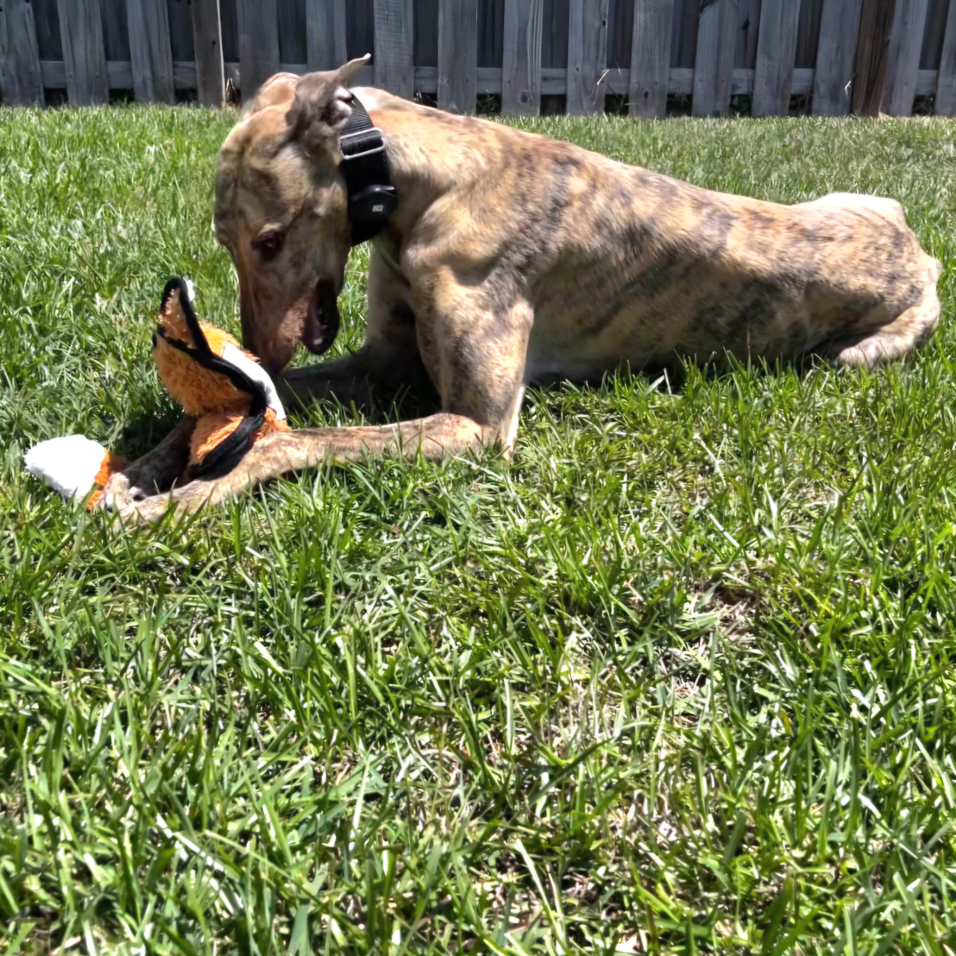 Tiggerlong Mate (Mate), a Adopted Greyhound in Tarpon Springs, FL image 3/6