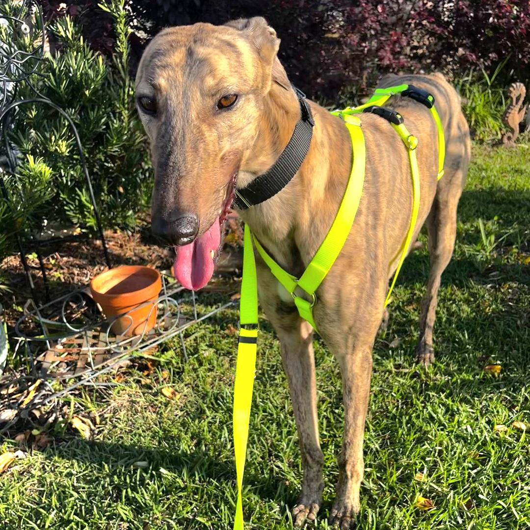 Tiggerlong Mate (Mate), a Adopted Greyhound in Tarpon Springs, FL image 4/6