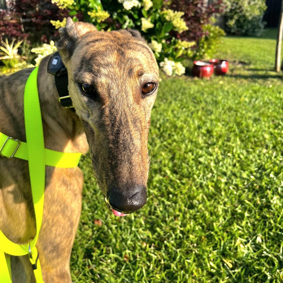 Tiggerlong Mate (Mate), a Adopted Greyhound in Tarpon Springs, FL image 5/6