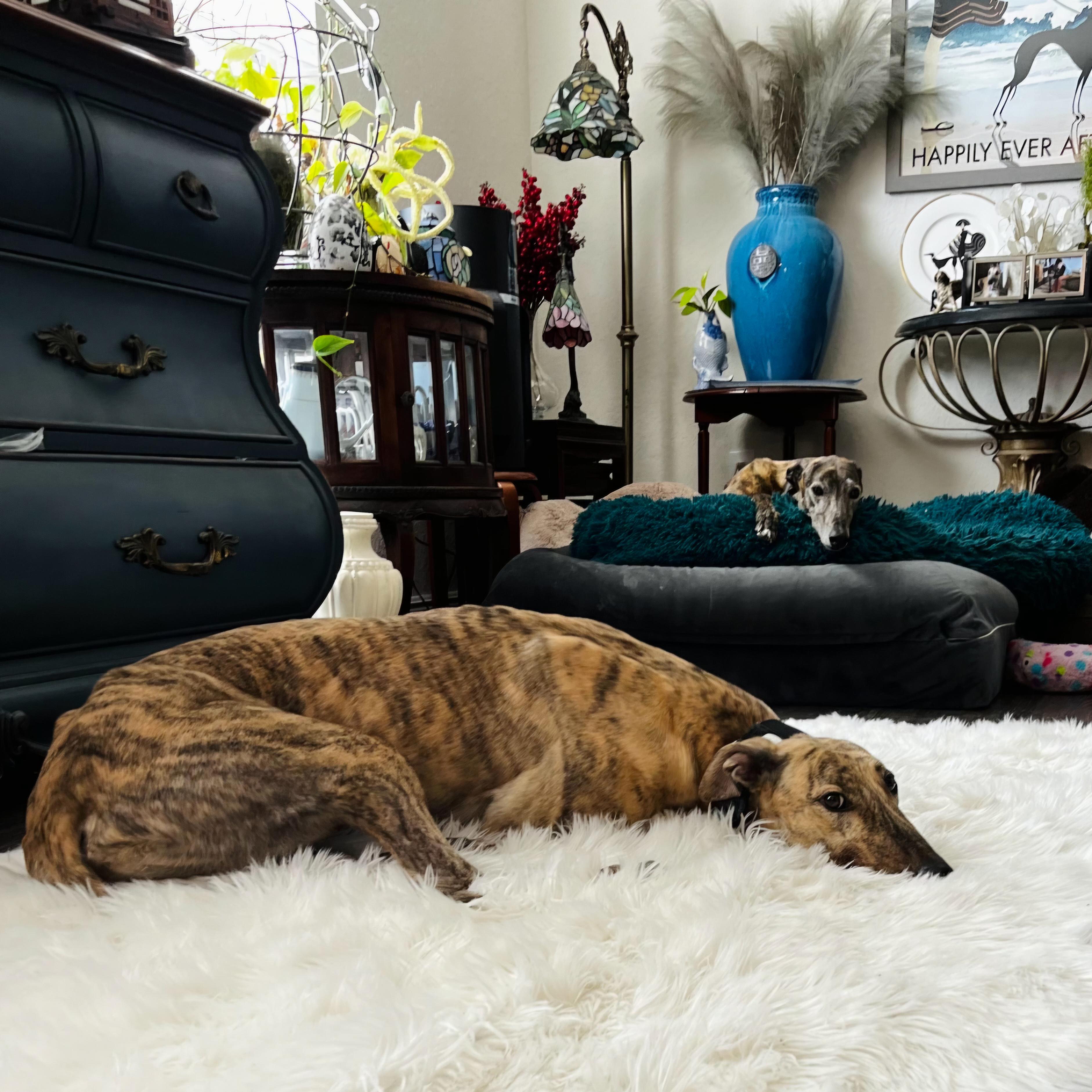 Tiggerlong Mate (Mate), a Adopted Greyhound in Tarpon Springs, FL image 6/6