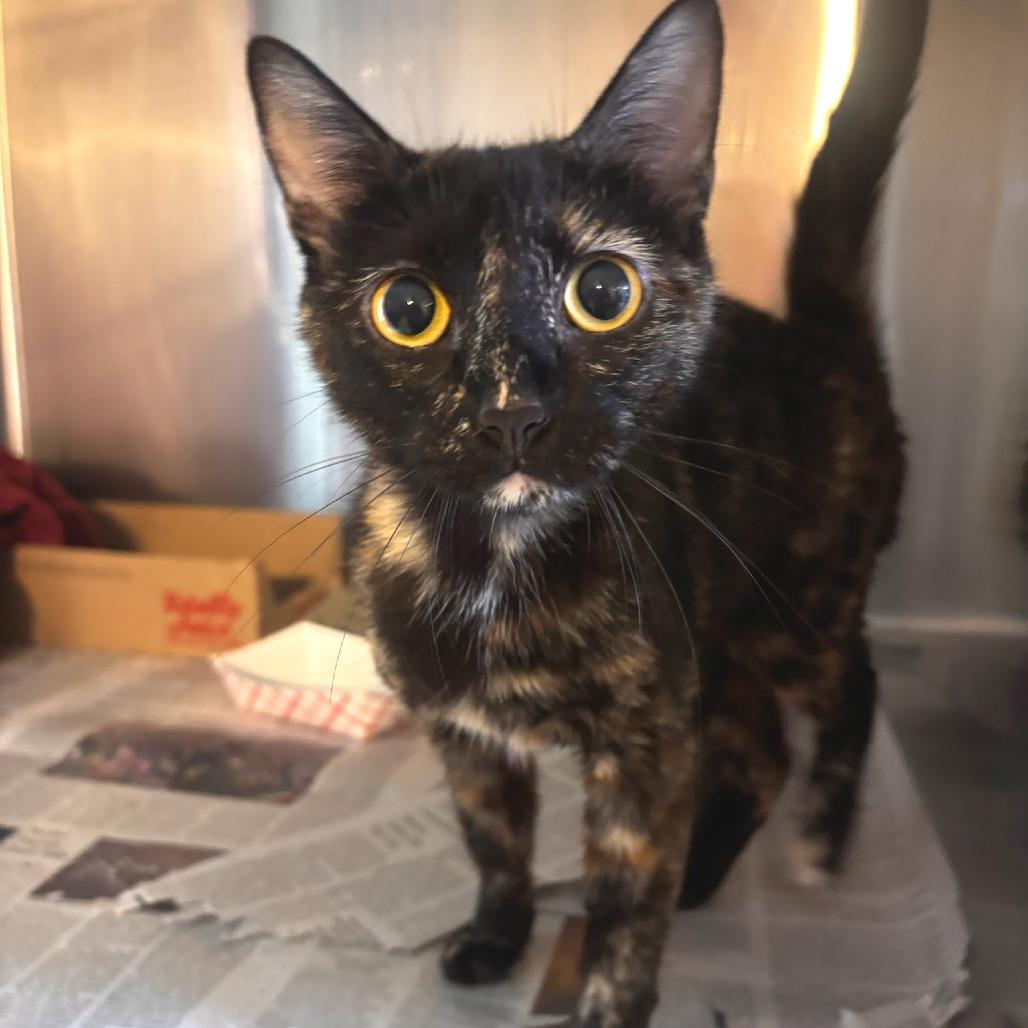 Luna La Tortie, Adoptable, Young Female Domestic Short Hair.