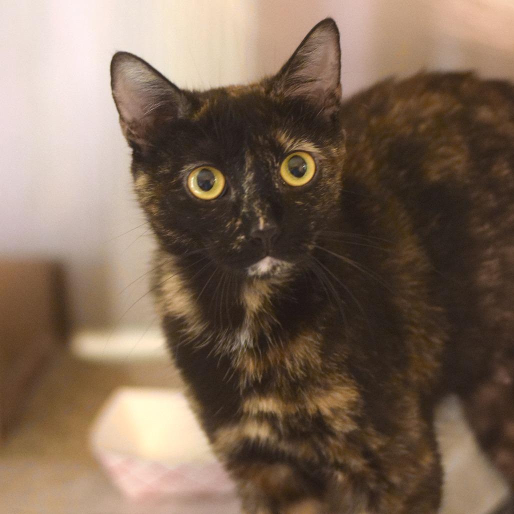 Luna La Tortie, a Adoptable Domestic Short Hair in Belleville, IL image 2/5