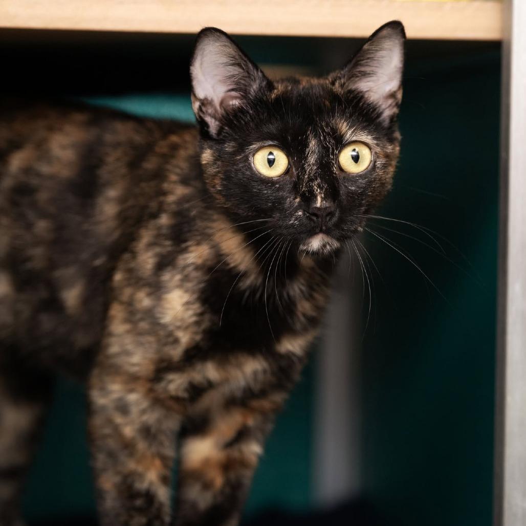 Luna La Tortie, a Adoptable Domestic Short Hair in Belleville, IL image 3/5