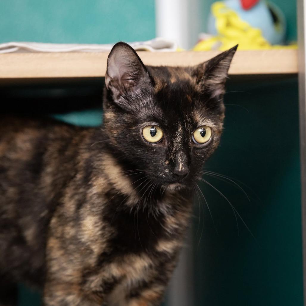 Luna La Tortie, a Adoptable Domestic Short Hair in Belleville, IL image 4/5