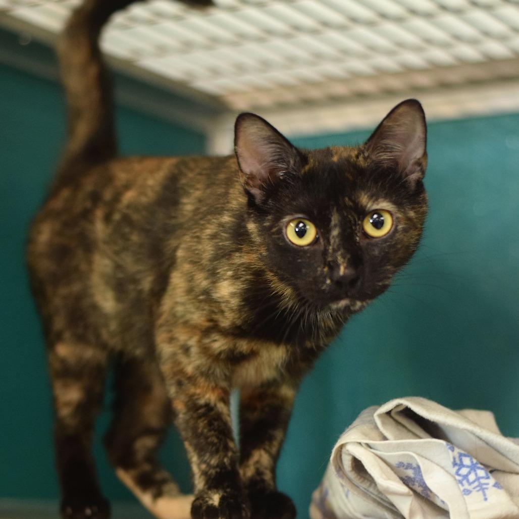 Luna La Tortie, a Adoptable Domestic Short Hair in Belleville, IL image 5/5