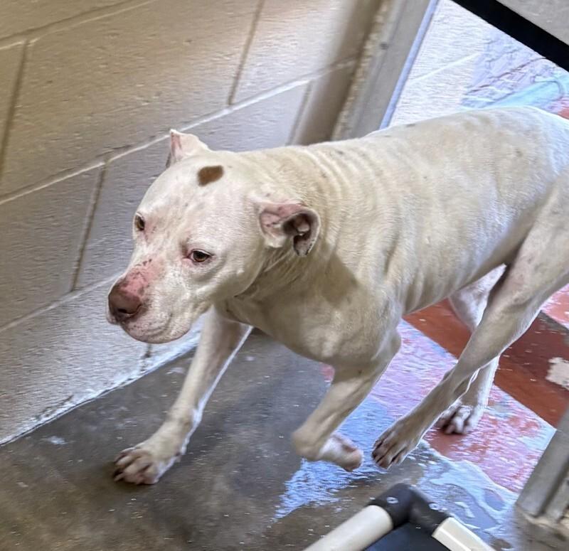 Enlarge Duchess 2/10/26, a Adoptable Pit Bull Terrier in Paris , TN image 1/1