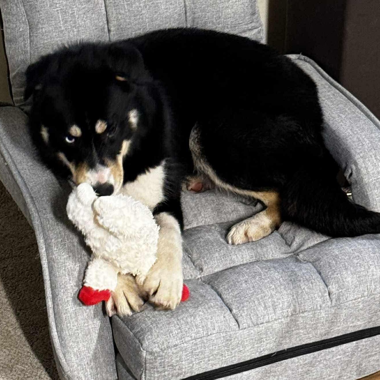 Pandora, an adoptable mixed breed in Rochester, NY image 4/6