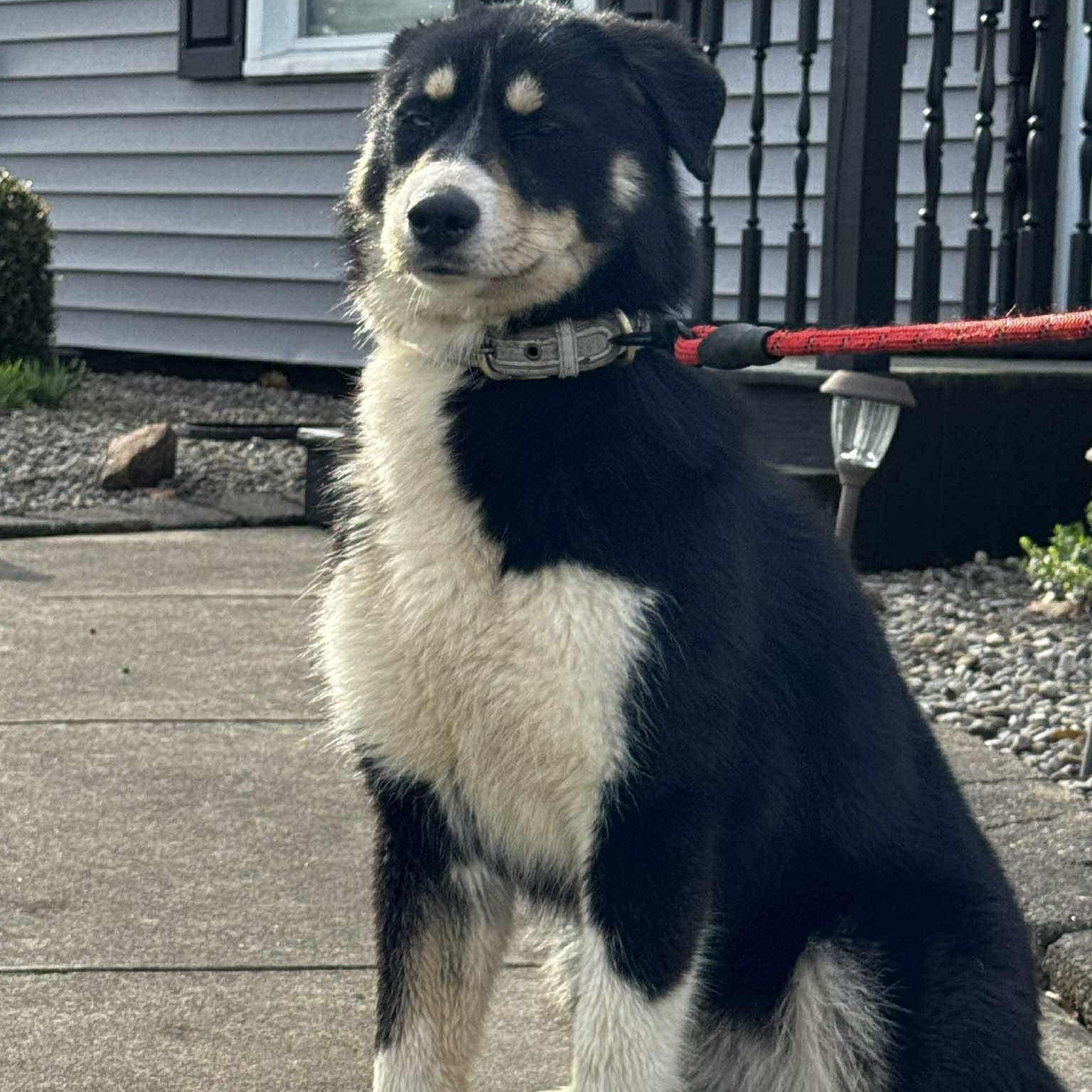 Pandora, an adoptable mixed breed in Rochester, NY image 3/6