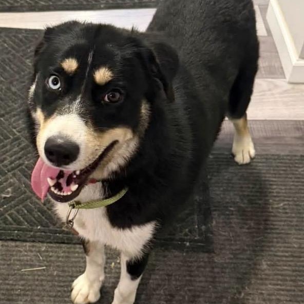Pandora, adoptable, Young Female Australian Shepherd & Husky.