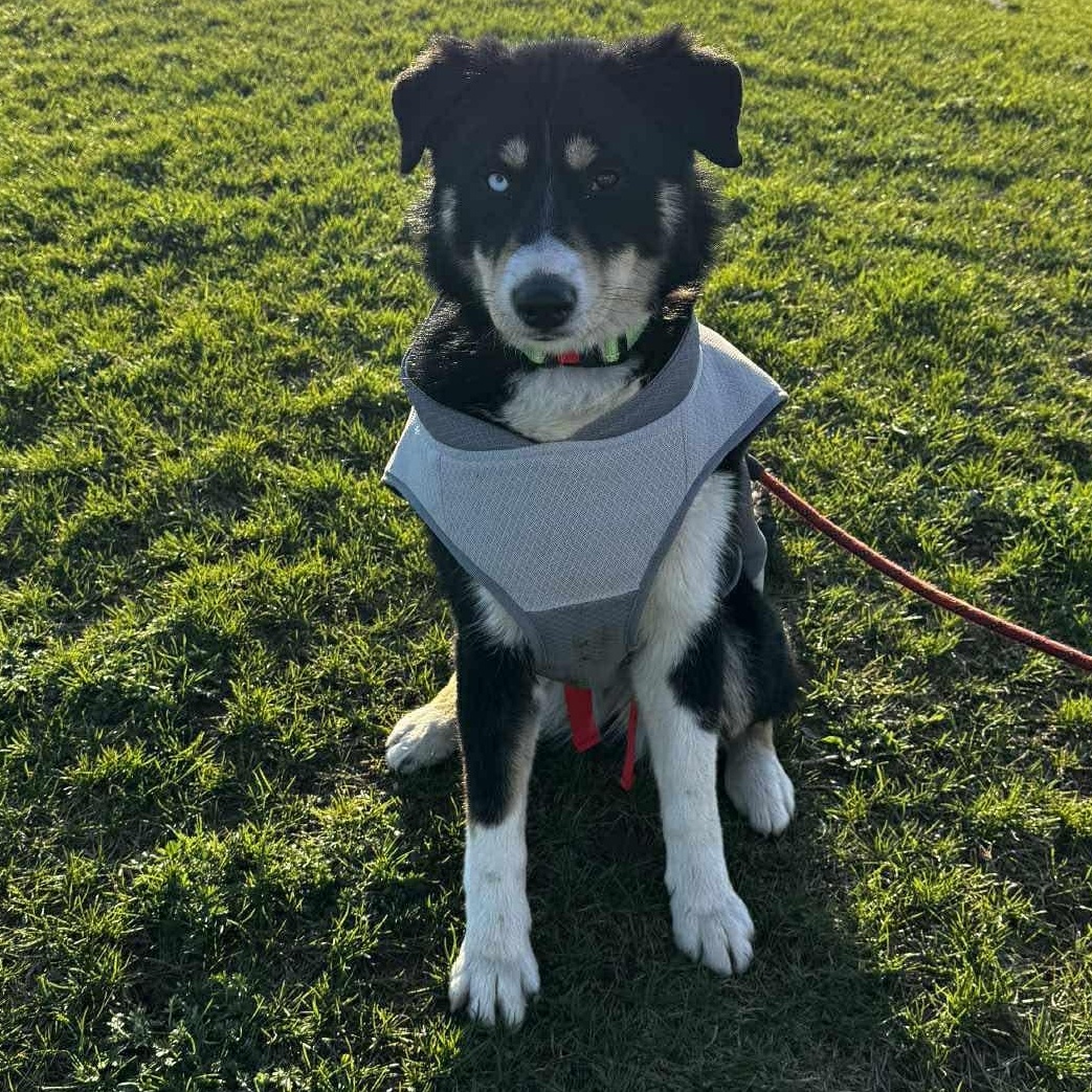 Pandora, an adoptable mixed breed in Rochester, NY image 5/6