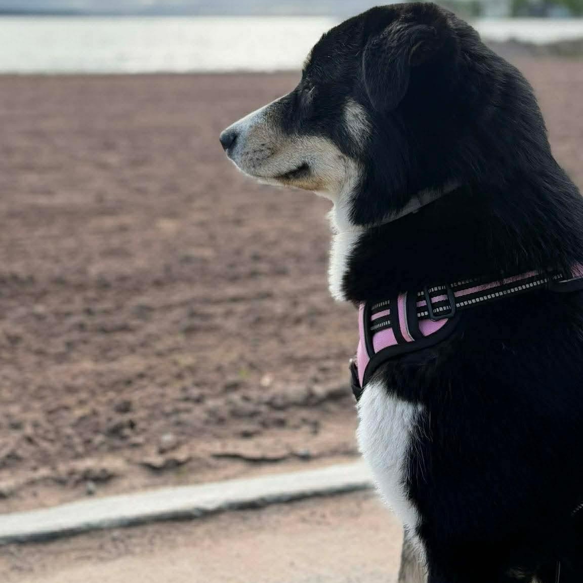 Pandora, an adoptable mixed breed in Rochester, NY image 2/6