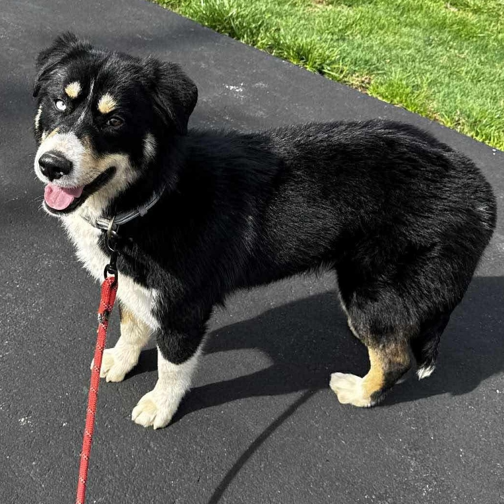 Pandora, an adoptable mixed breed in Rochester, NY image 6/6