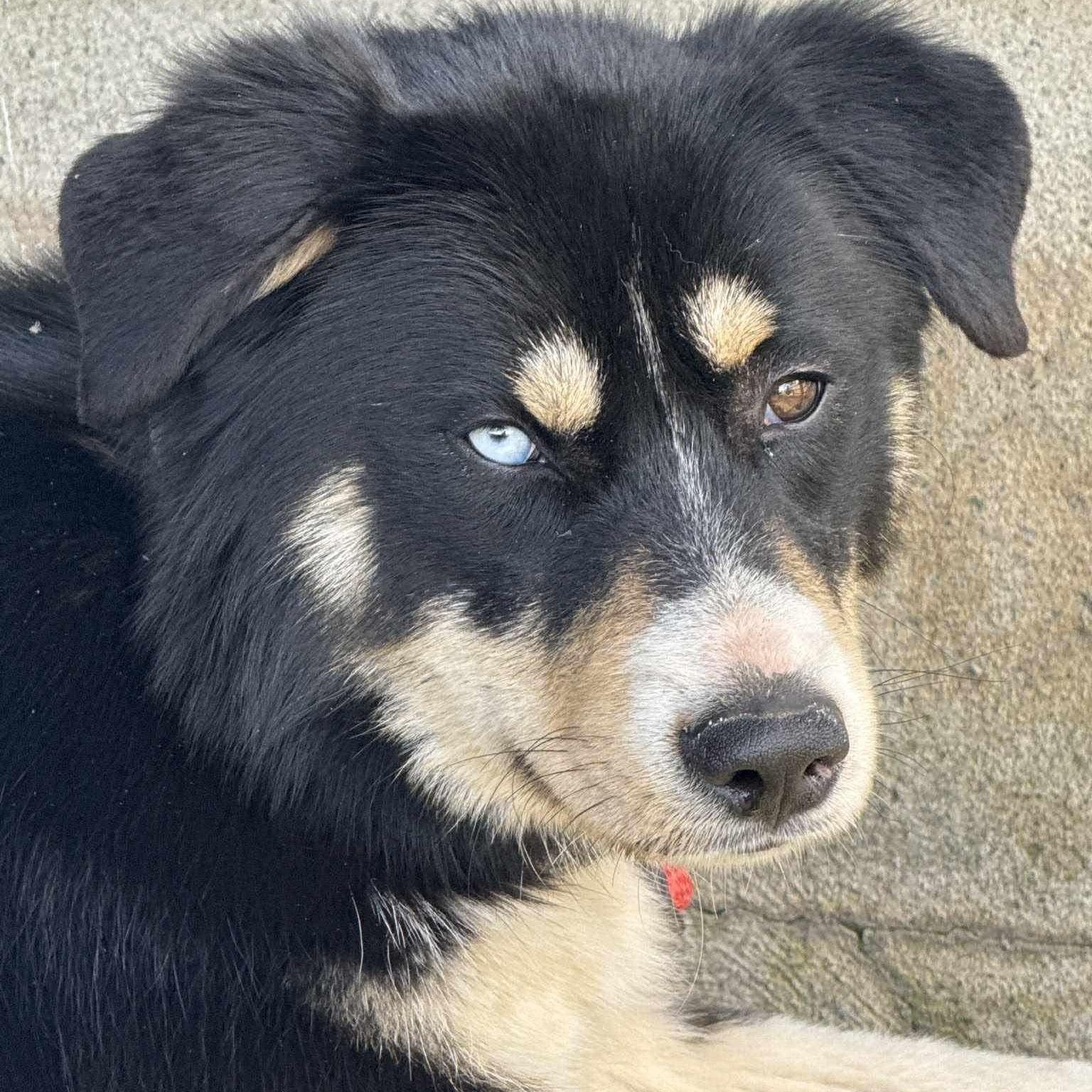 Pandora, adoptable, Young Female Australian Shepherd & Husky.