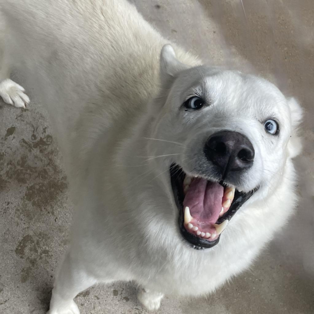 Zero, a Adoptable Husky in Brenham, TX image 2/6