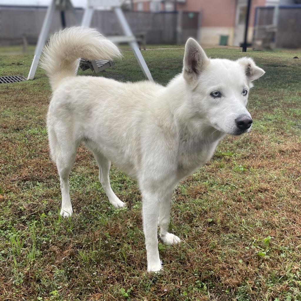 Zero, a Adoptable Husky in Brenham, TX image 3/6