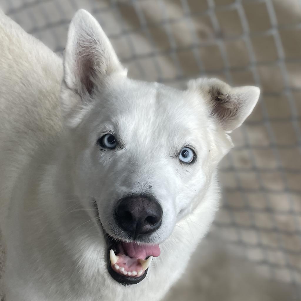 Zero, a Adoptable Husky in Brenham, TX image 1/6
