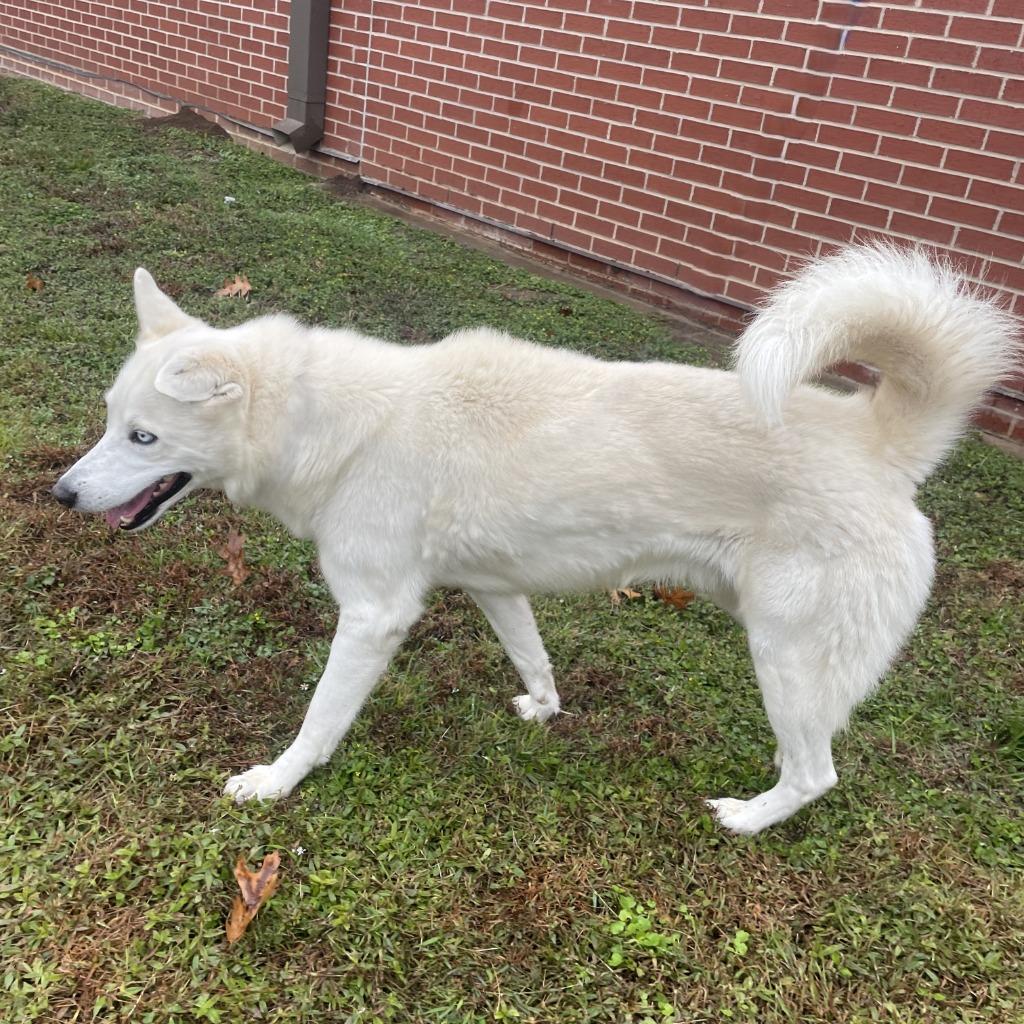 Zero, a Adoptable Husky in Brenham, TX image 4/6