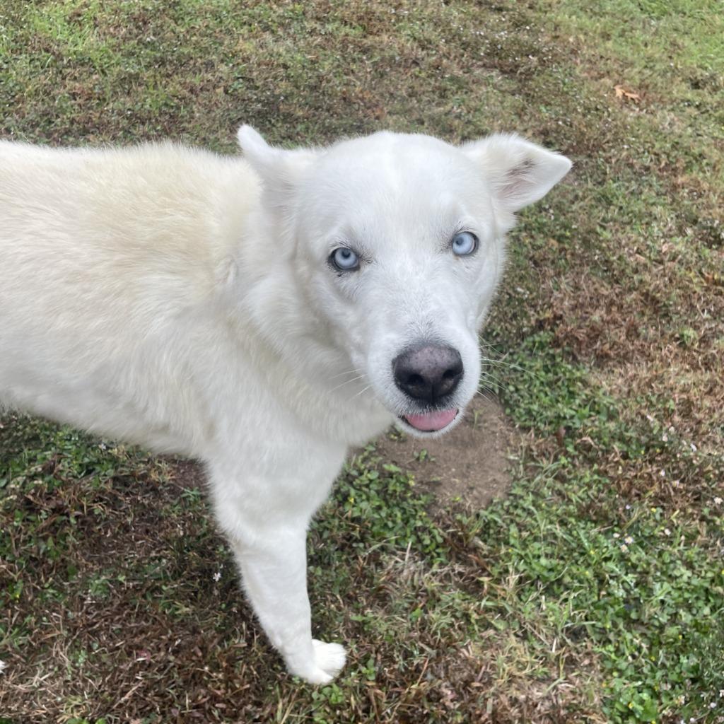 Zero, a Adoptable Husky in Brenham, TX image 6/6