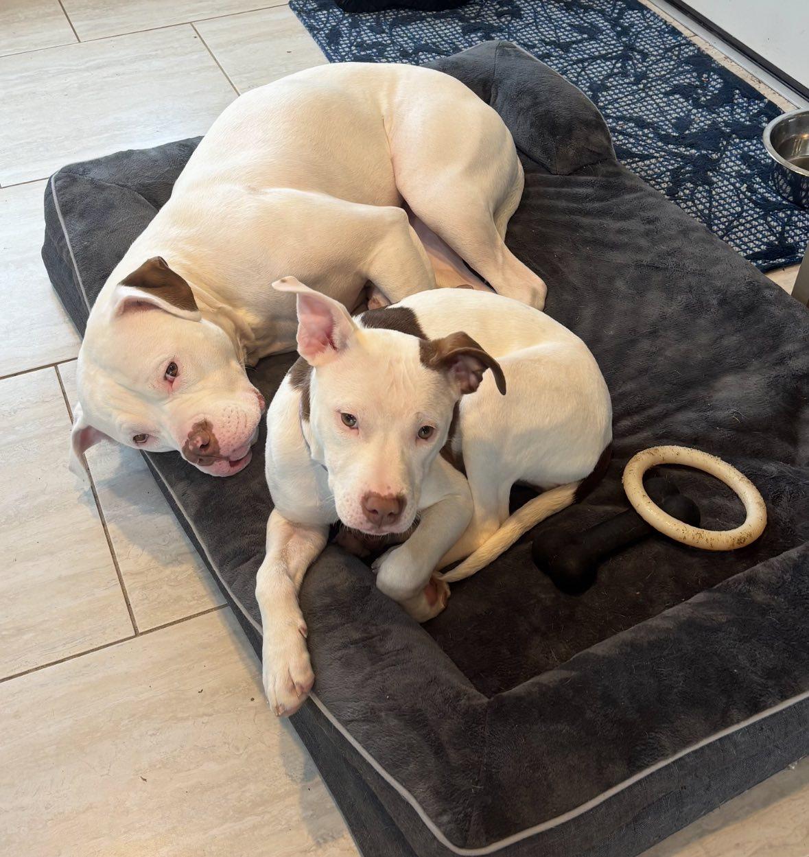 Enlarge Confetti , a ADOPTABLE mixed breed in Pleasant Ridge, MI image 4/6