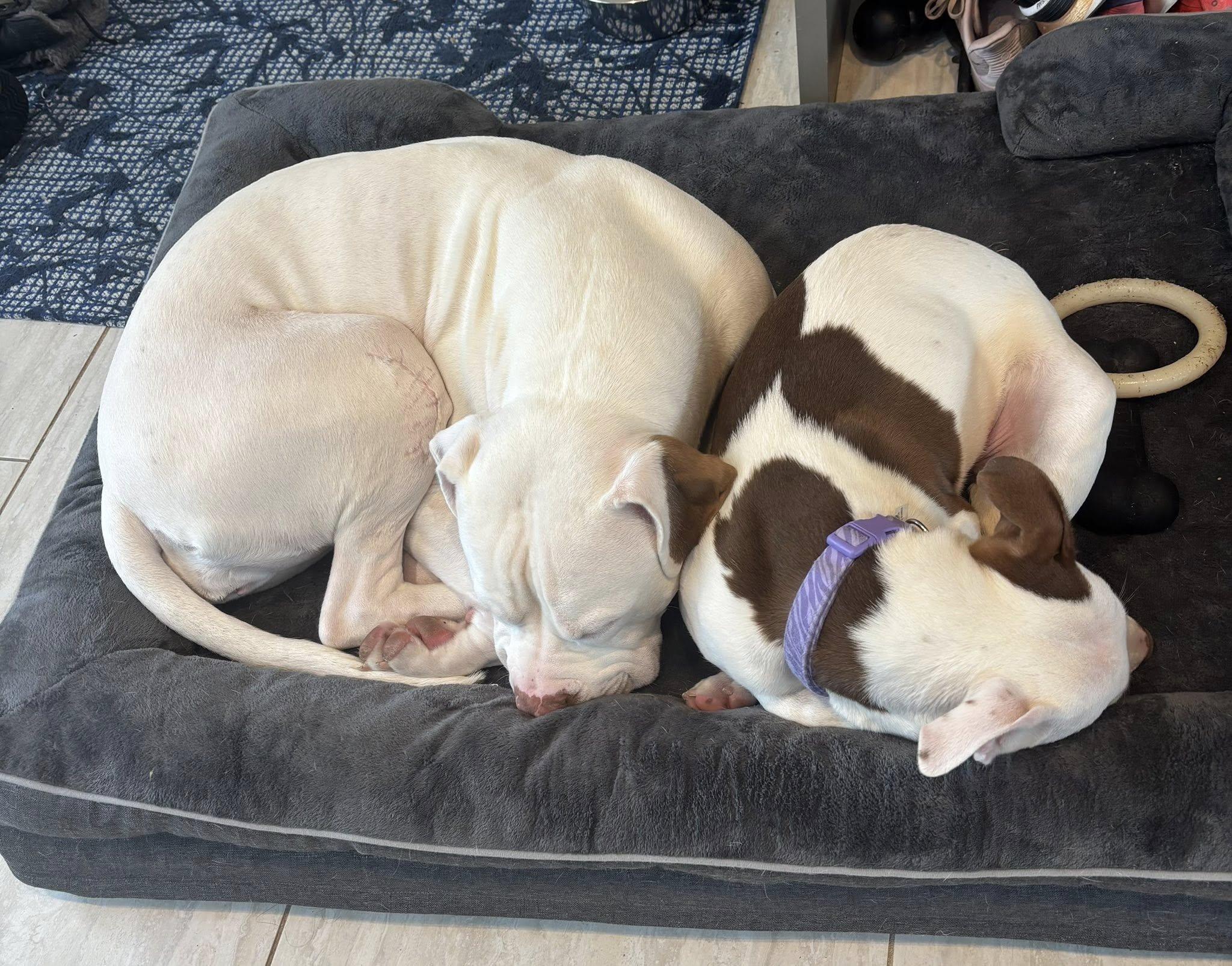 Enlarge Confetti , a ADOPTABLE mixed breed in Pleasant Ridge, MI image 2/6