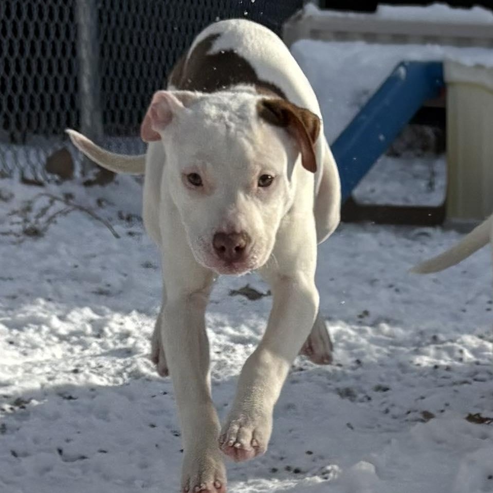 Confetti , a ADOPTABLE mixed breed in Pleasant Ridge, MI image 3/5