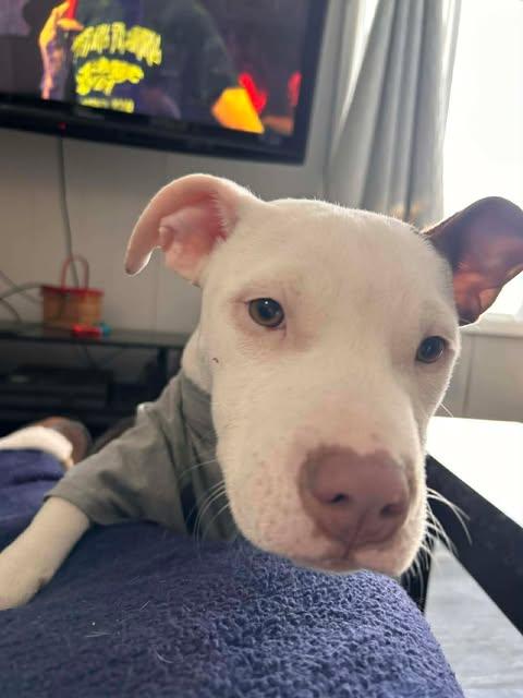 Confetti , a ADOPTABLE mixed breed in Pleasant Ridge, MI image 5/5