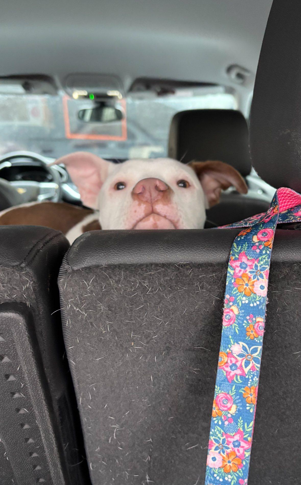 Enlarge Confetti , a ADOPTABLE mixed breed in Pleasant Ridge, MI image 1/6