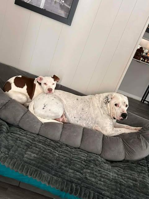 Confetti , ADOPTABLE, Puppy Female American Staffordshire Terrier.