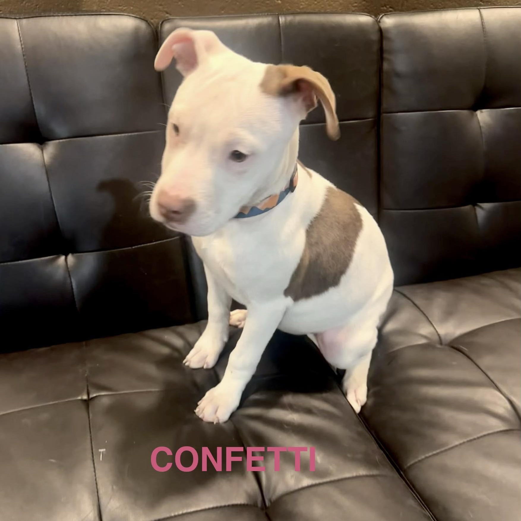 Confetti , ADOPTABLE, Puppy Female American Staffordshire Terrier.