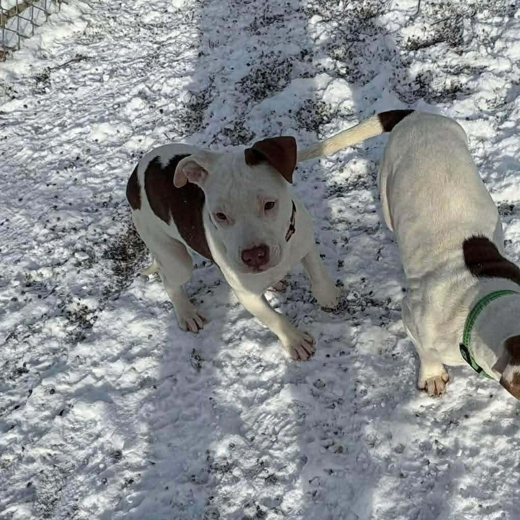 Confetti , a ADOPTABLE mixed breed in Pleasant Ridge, MI image 4/5