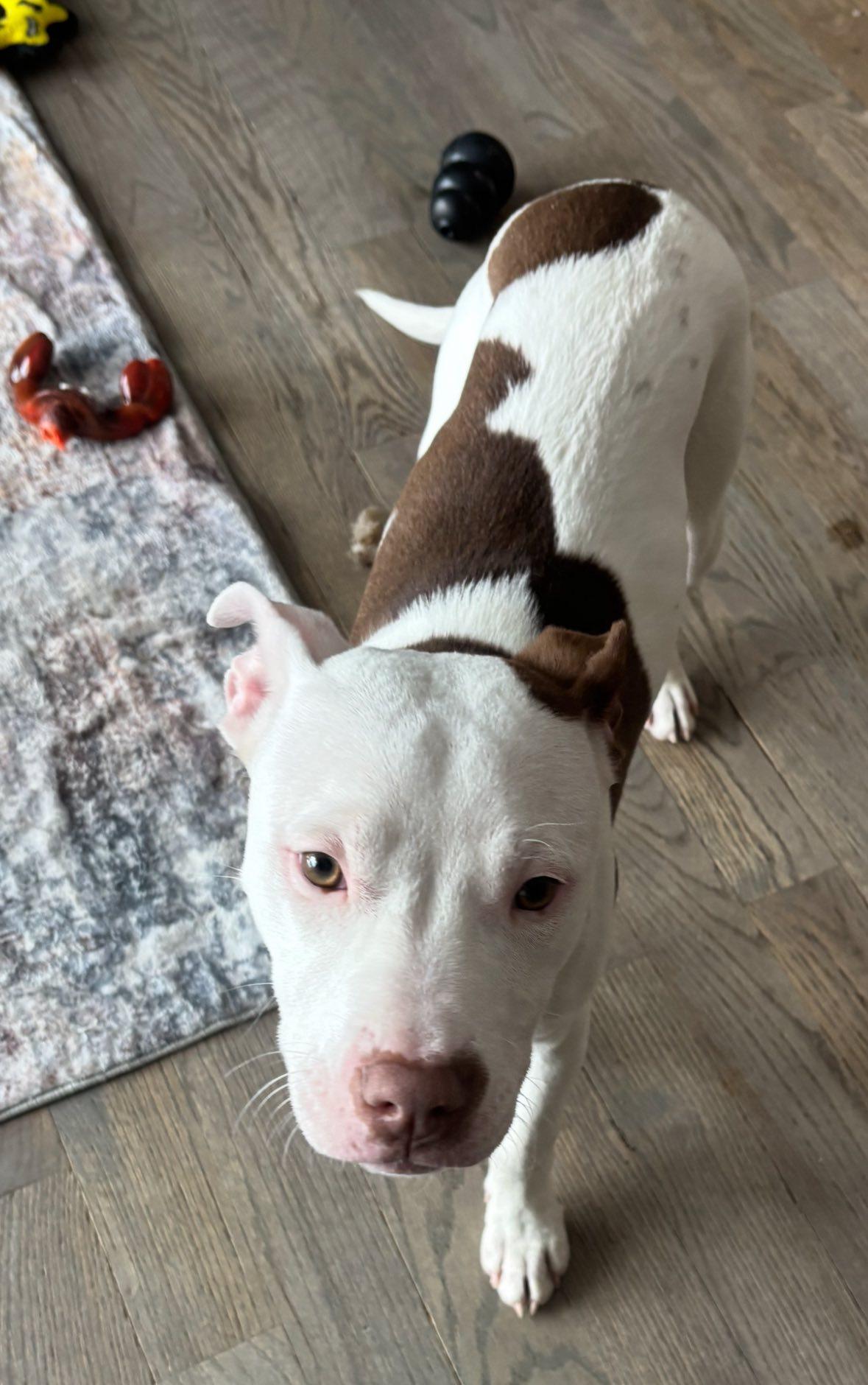 Enlarge Confetti , a ADOPTABLE mixed breed in Pleasant Ridge, MI image 3/6