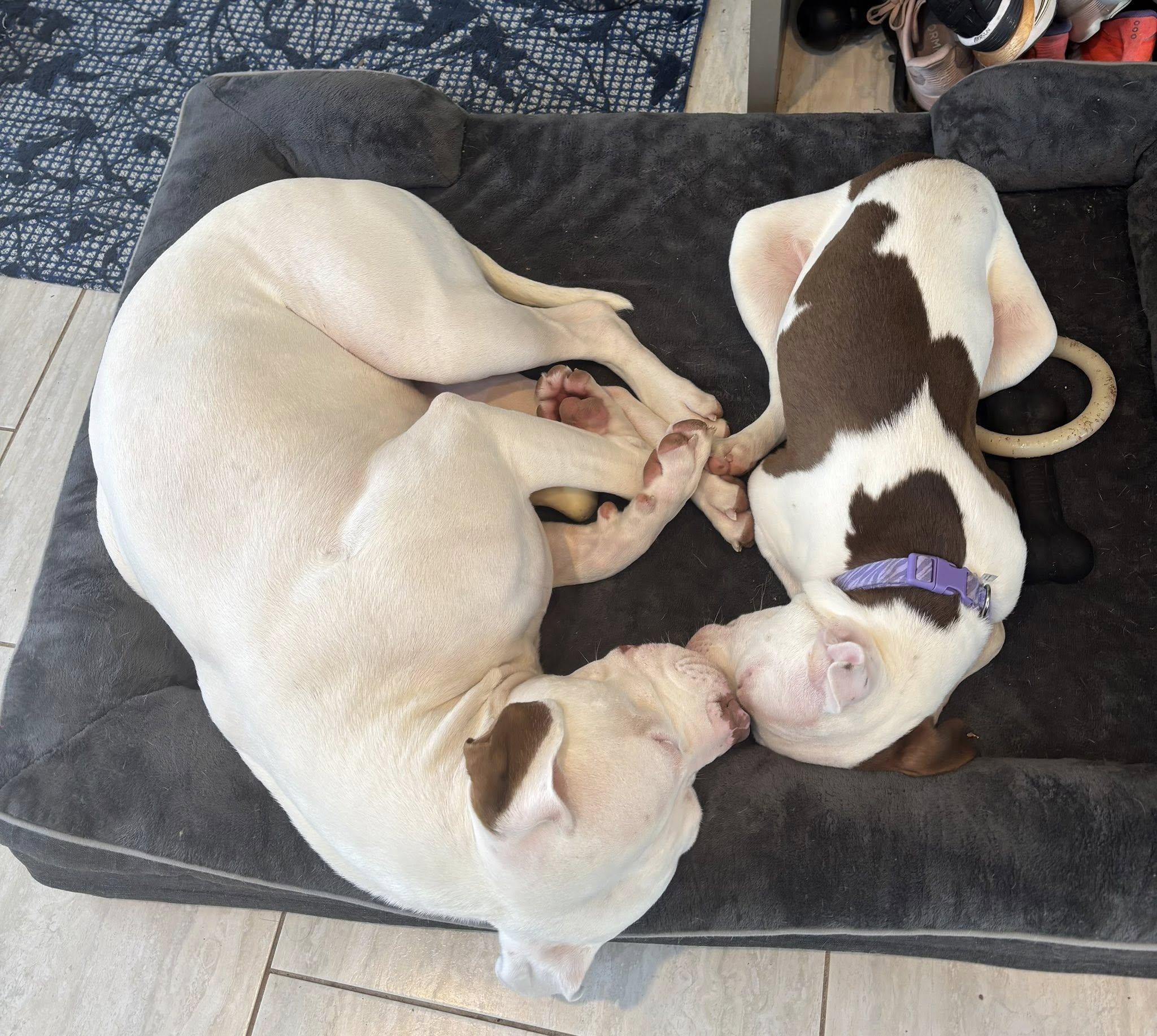 Enlarge Confetti , a ADOPTABLE mixed breed in Pleasant Ridge, MI image 6/6