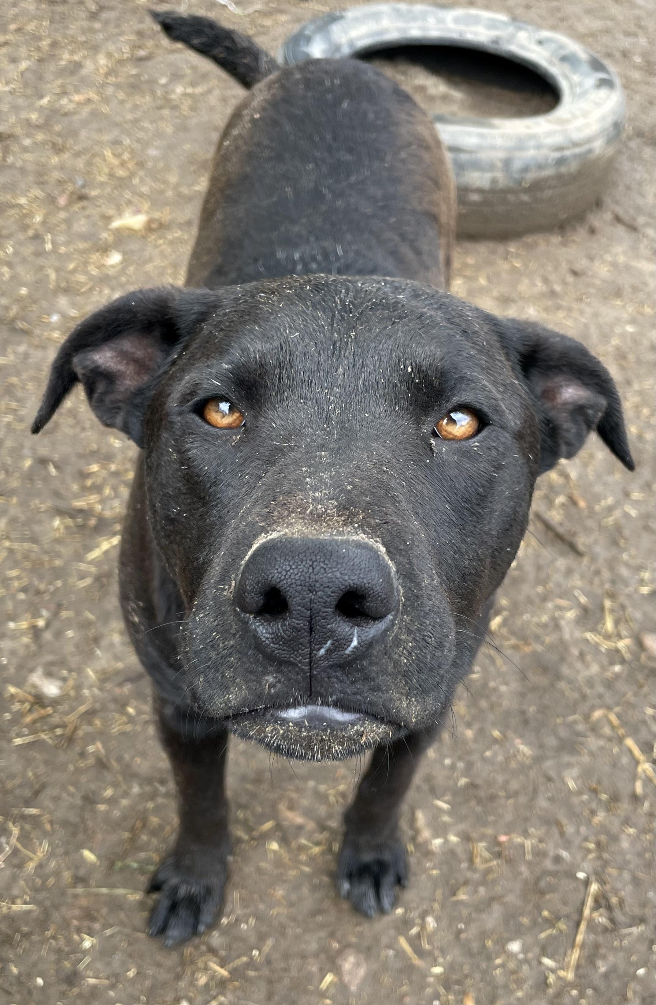 Enlarge Max, a Adoptable Labrador Retriever in Tracy City , TN image 3/3