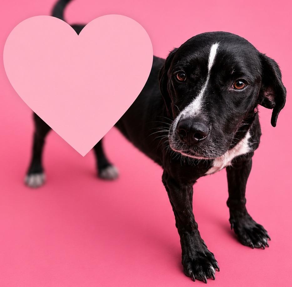Enlarge Holly, a Adoptable mixed breed in Wauchula, FL image 1/1