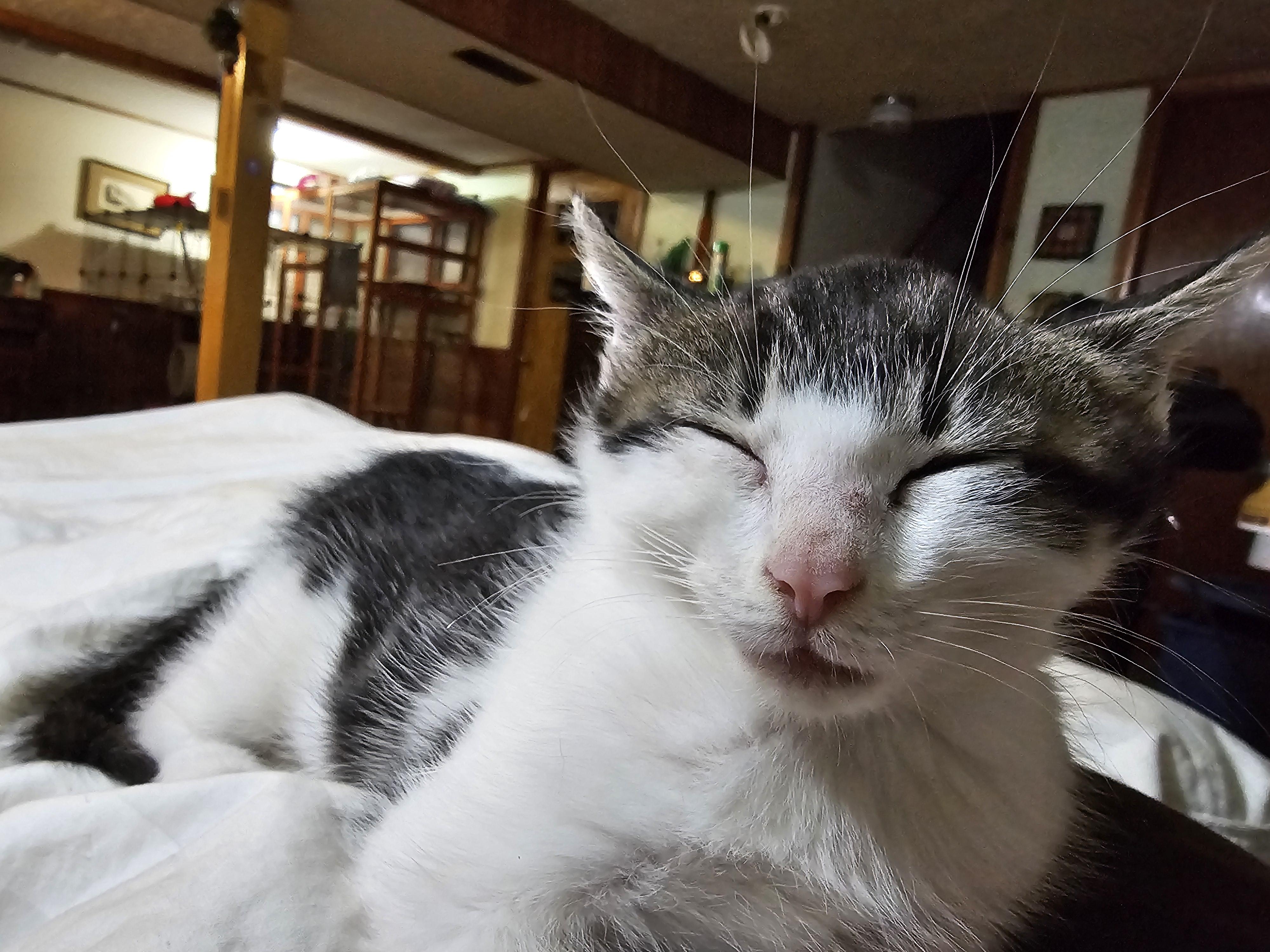 Enlarge Remi, a Adoptable Domestic Short Hair in New Market, MN image 1/5