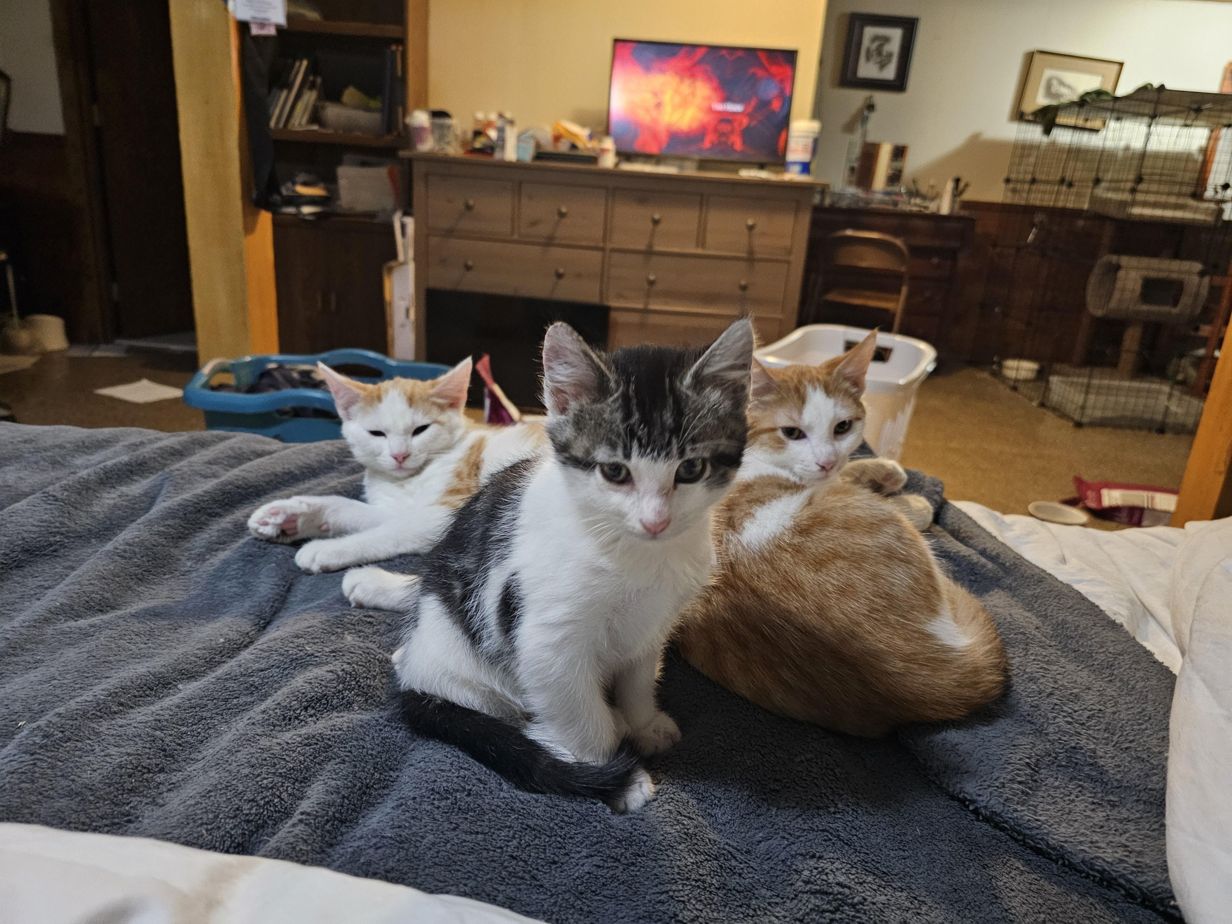 Enlarge Remi, a Adoptable Domestic Short Hair in New Market, MN image 3/5